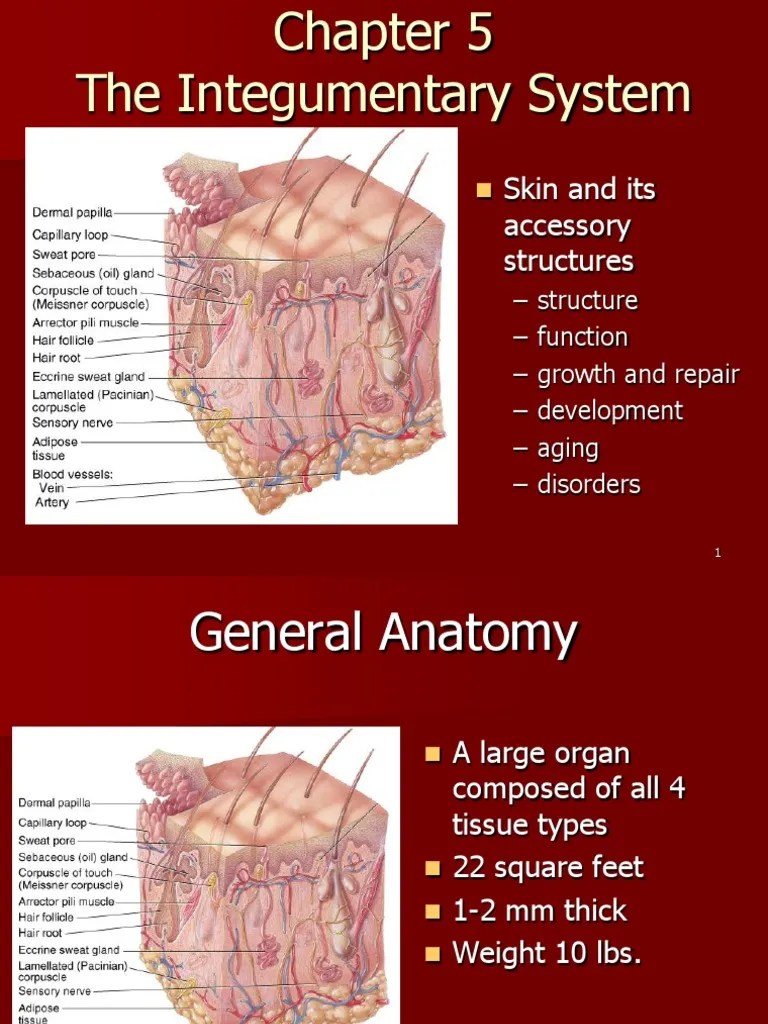 Chapter 5 Integumentary System Skin Epidermis