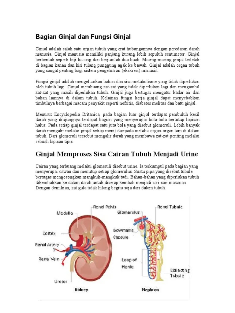 Bagian Ginjal Dan Fungsi Ginjal