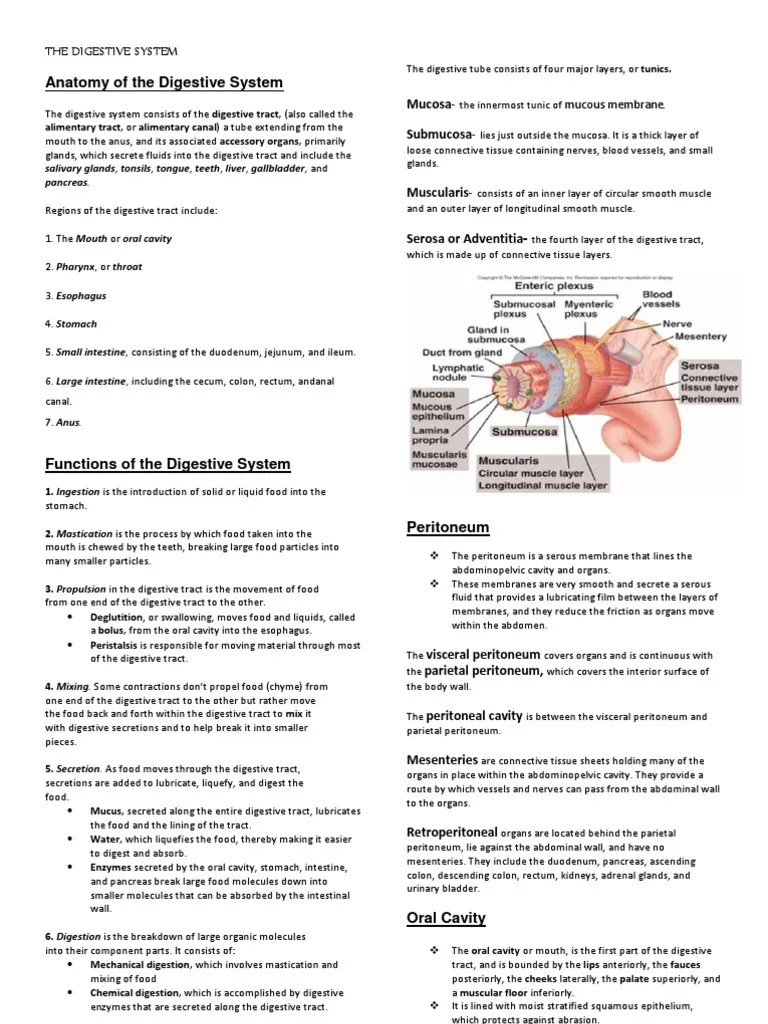 THE DIGESTIVE SYSTEM REPORT part 1.docx Human Digestive System