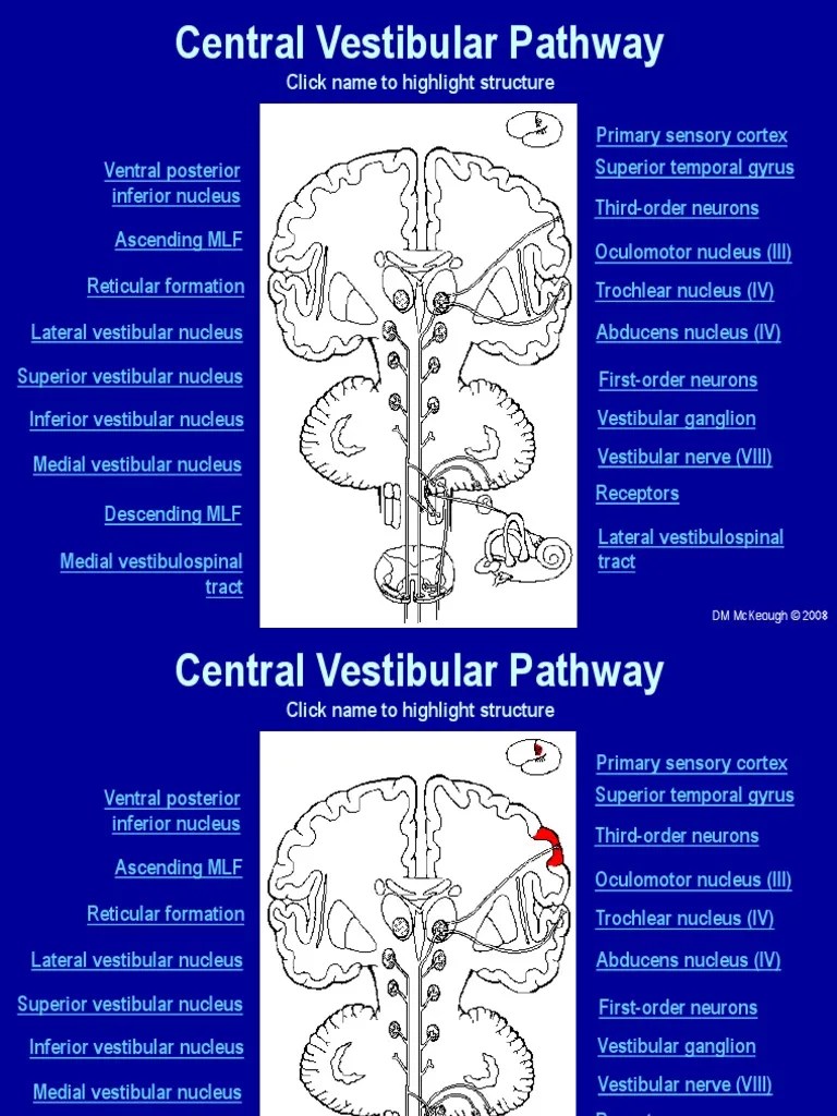 Central Vestibular Pathway Cerebral Cortex Vestibular System