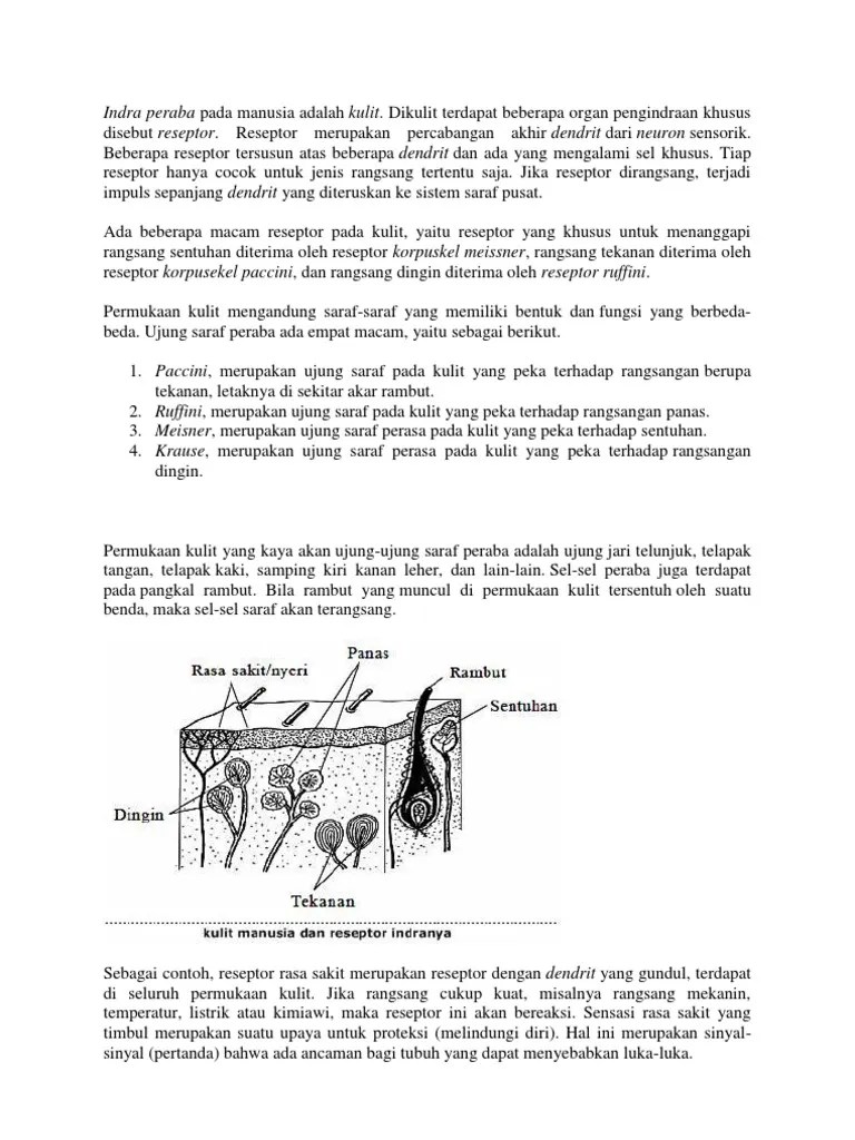 Reseptor Kulit | PDF