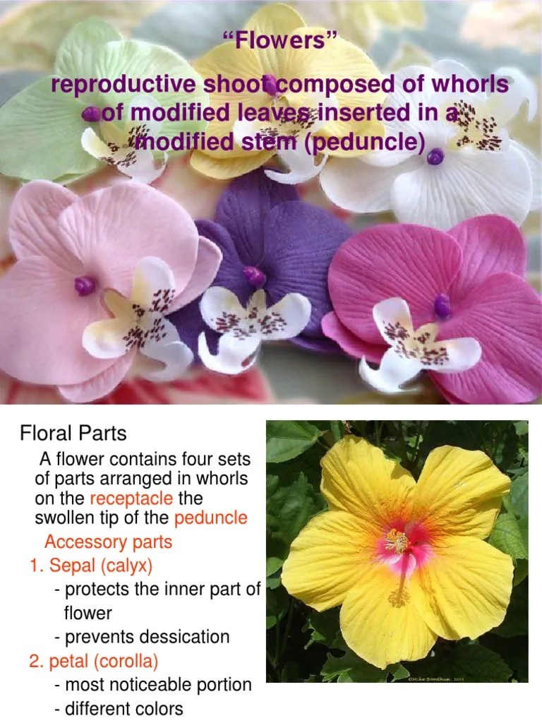 Flowers PDF