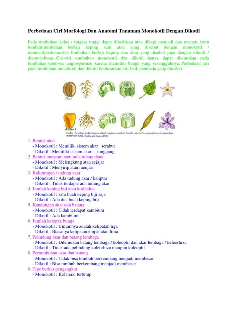 Perbedaan Ciri Morfologi Dan Anatomi Tanaman Monokotil Dengan Dikotil | PDF