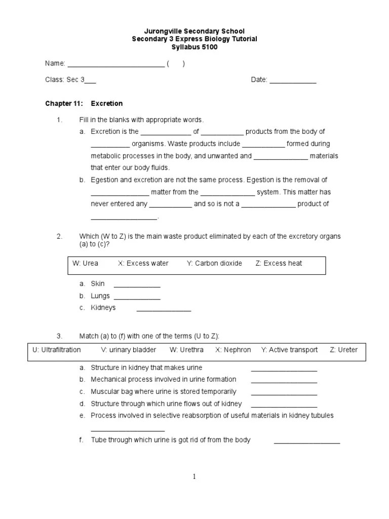 Chapter 11 Excretion Worksheet Kidney Excretion