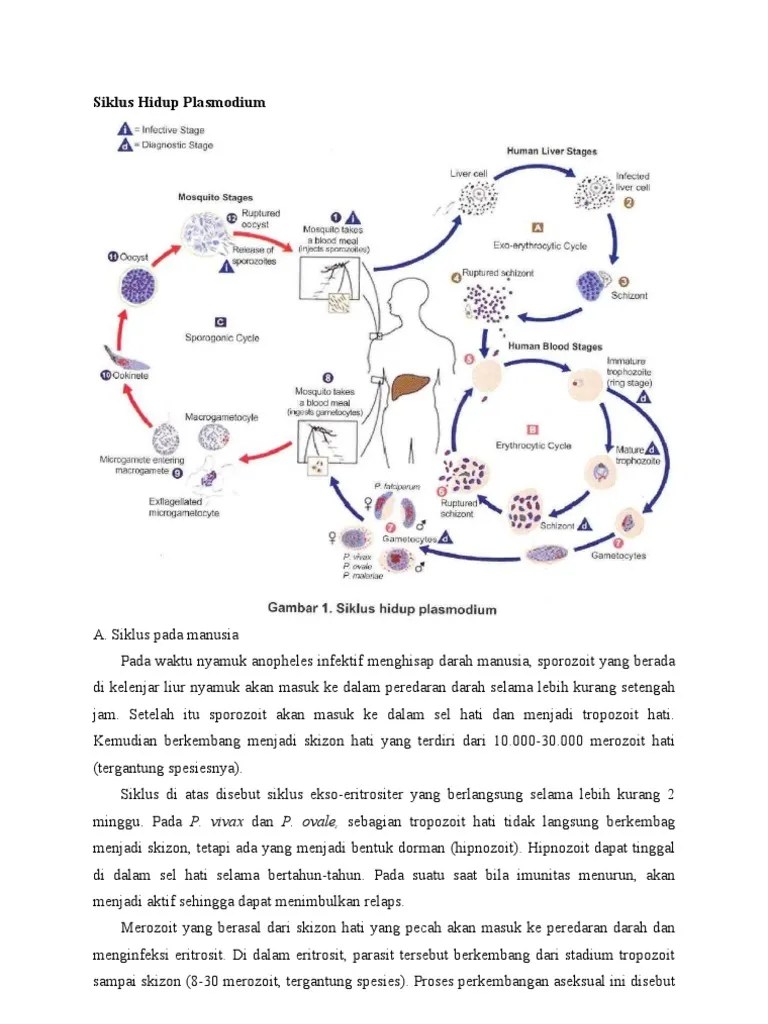 Siklus Hidup Plasmodium