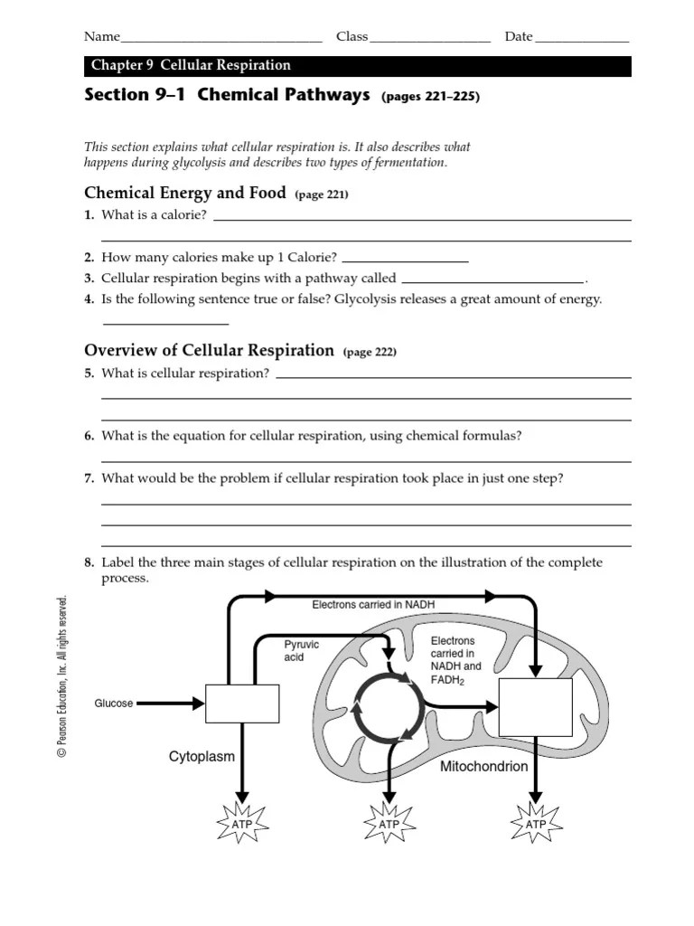 Biology Lesson 9.1 worksheet Cellular Respiration Fermentation