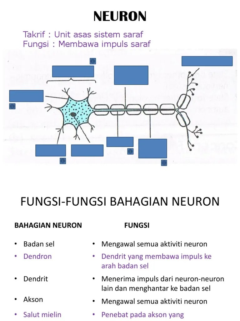 Neuron | PDF