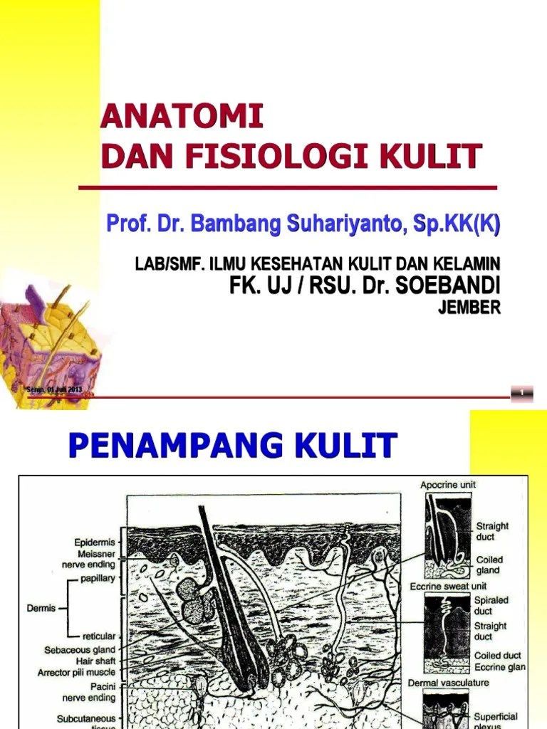 Anatomi &amp; Fisiologi Kulit