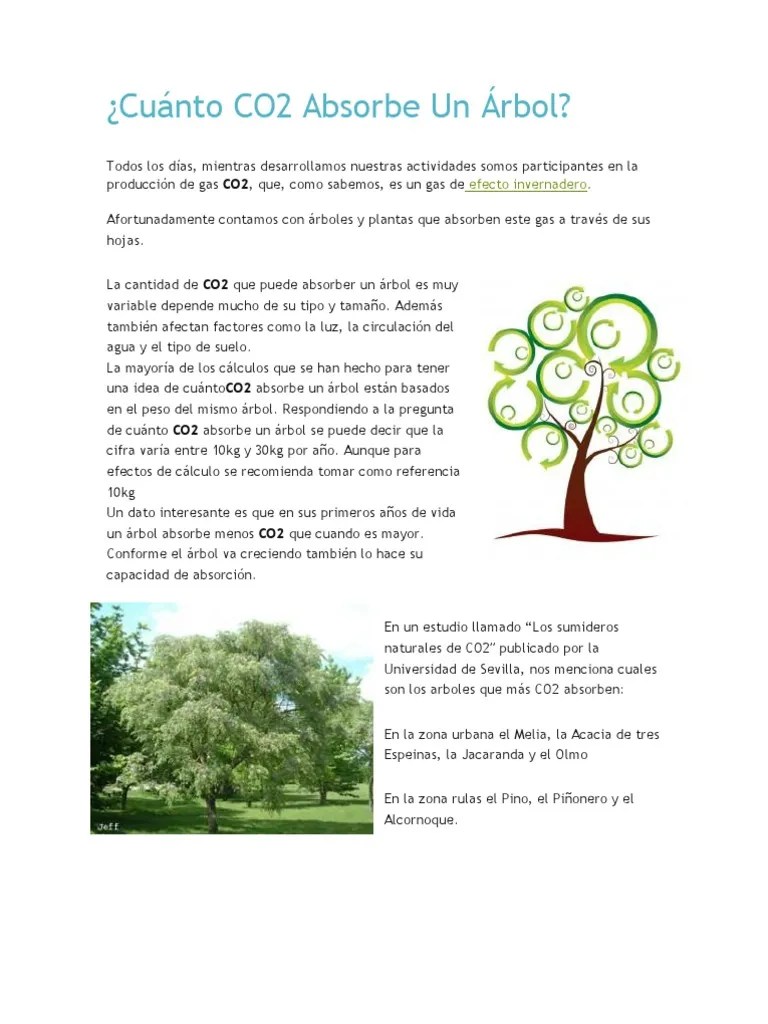 Cuánto CO2 Absorbe Un Árbol.docx Contaminación Arboles