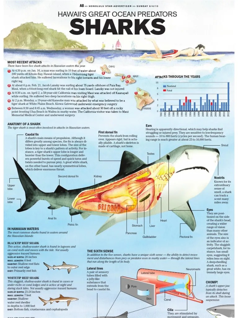 Hawaii's Great Ocean Predators Sharks Sharks Coral Reef