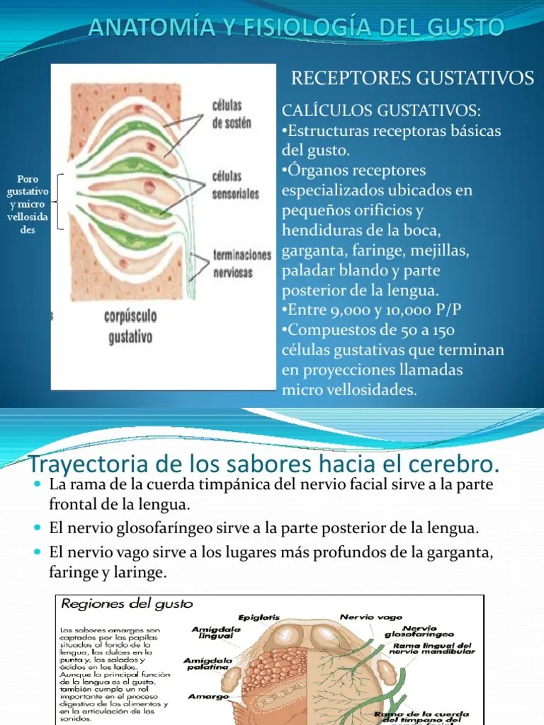 ANATOMÍA Y FISIOLOGÍA DEL GUSTO.ppt