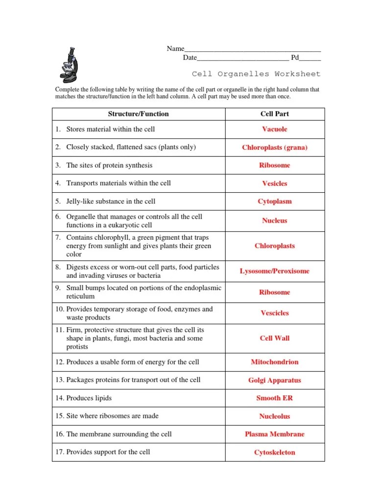 Cell Organelles Worksheet KEY | Organelle | Cell (Biology)