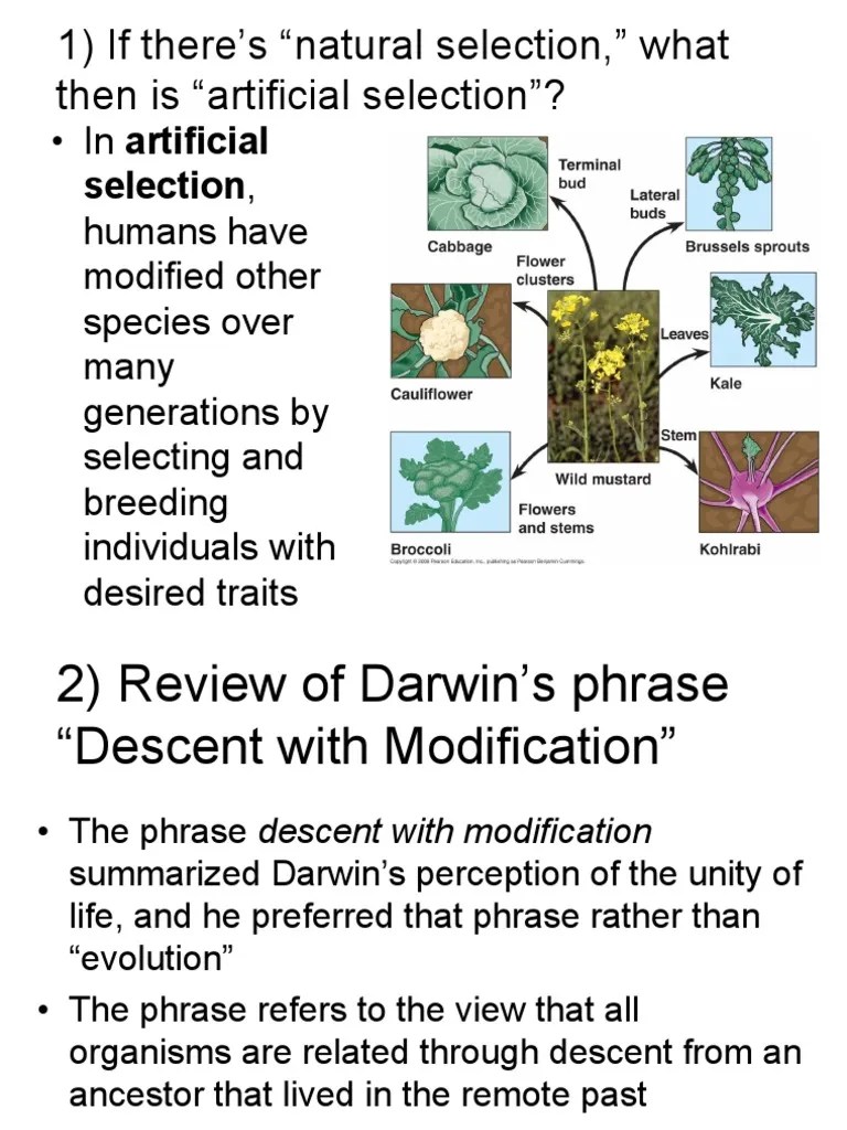 1) If There's "Natural Selection," What Then Is "Artificial Selection