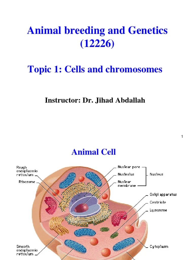 592Vet_Topic 1_Cells and Chromosomes Chromosome Ploidy