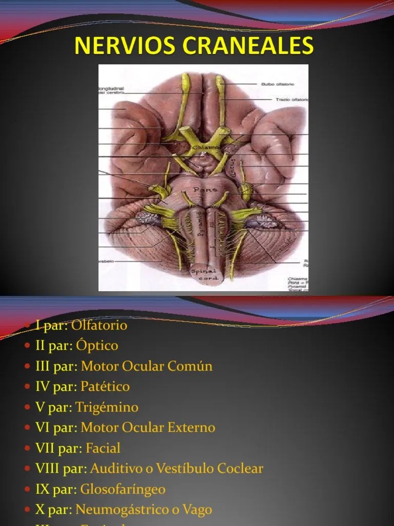 03 Pares Craneales Nervio vago Neurología Prueba