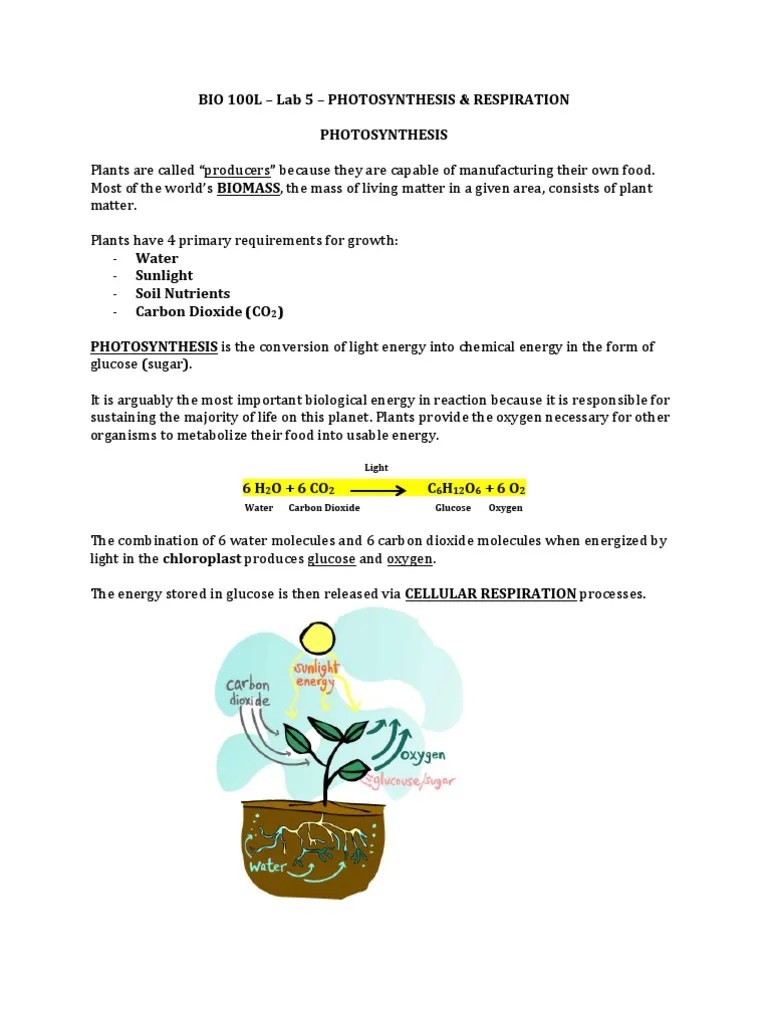 BIO 100L Lab 5 PhotosynthesisRespiration(4) Cellular Respiration