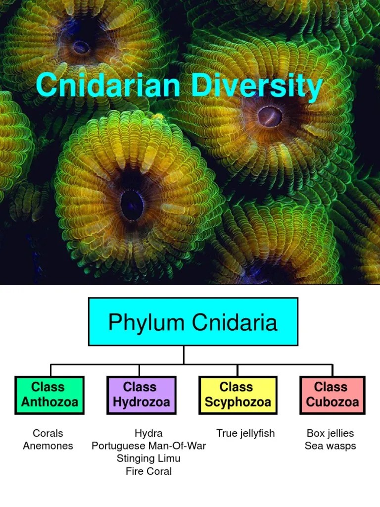 006 Cnidarian Diversity Coral Animal Taxonomy