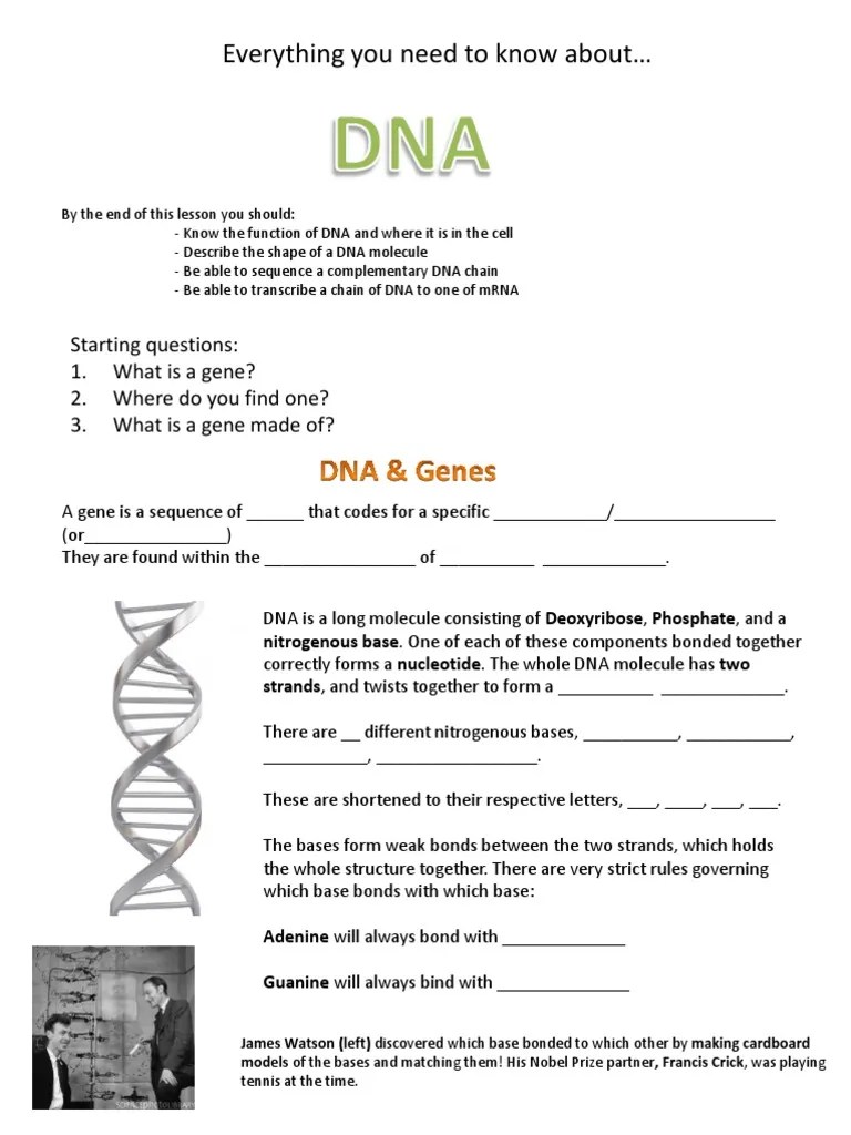 Dna - Worksheet | ADN | ARN