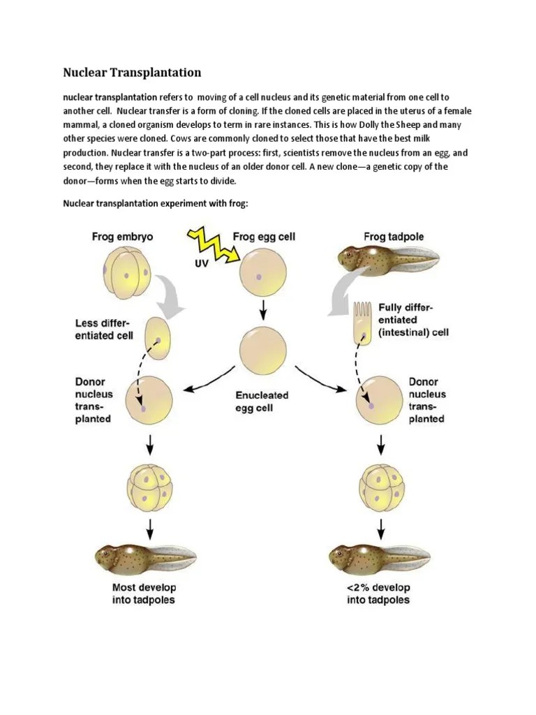 Nuclear Transplantation PDF Cloning Biological Processes
