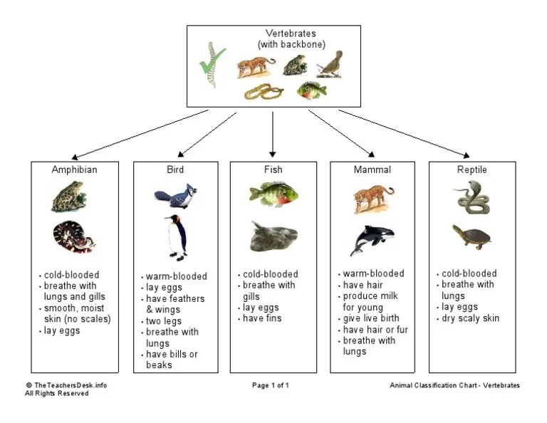 Animal Classification Chart Vertebrates