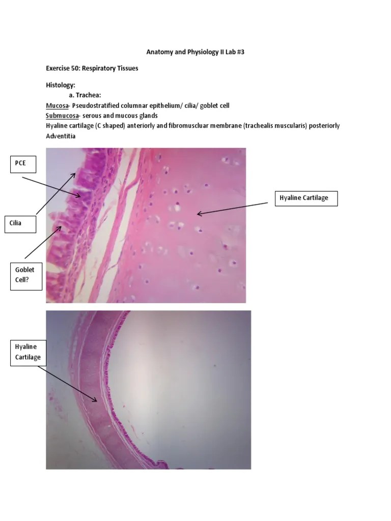 Anatomy and Physiology II Lab Exam 3 PDF Kidney Lung