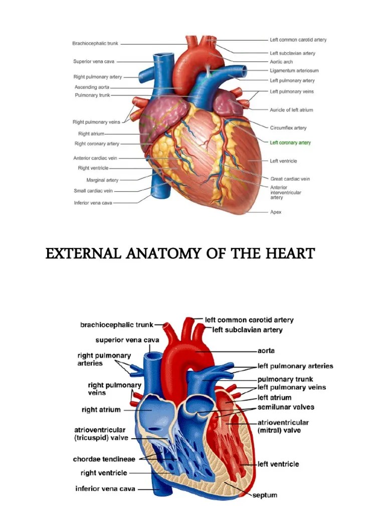 Anatomy of the Heart Review