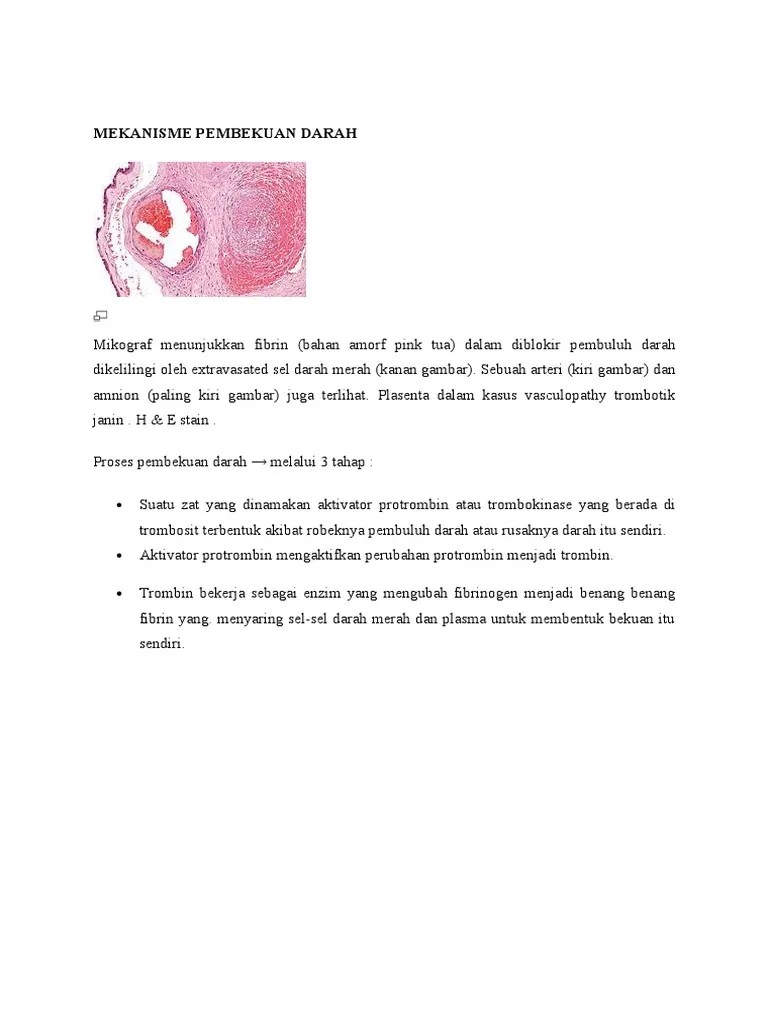 Mekanisme Pembekuan Darah