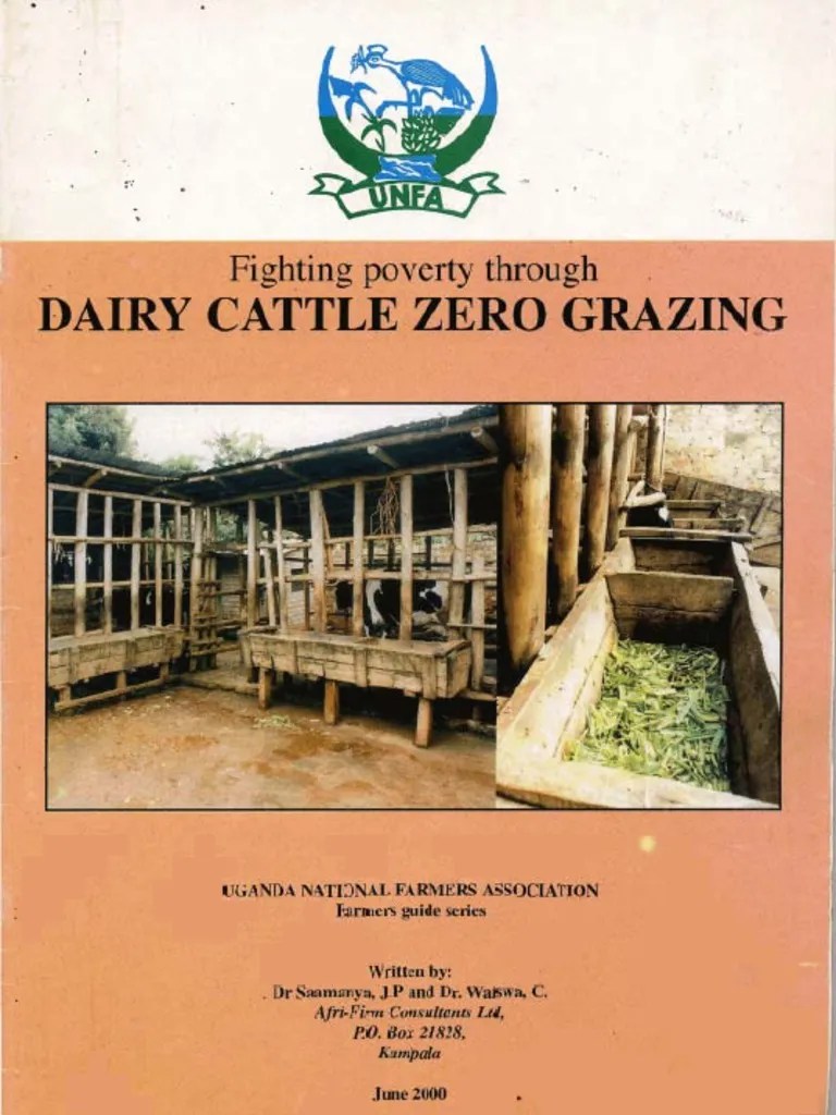 Dairy Cattle Zero Grazing Calf Dairy Cattle