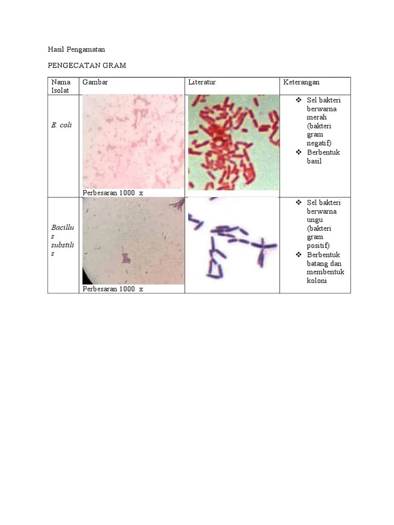 Pengecatan Gram | PDF
