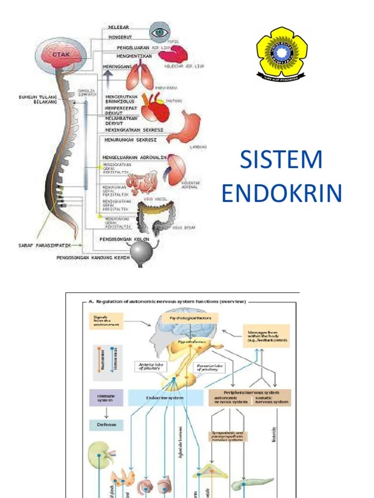 01 SISTEM ENDOKRIN.ppt
