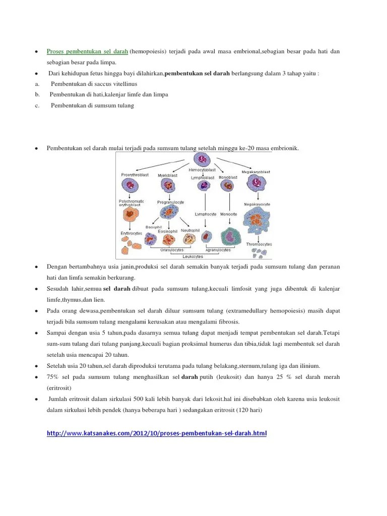 Proses Pembentukan Sel Darah