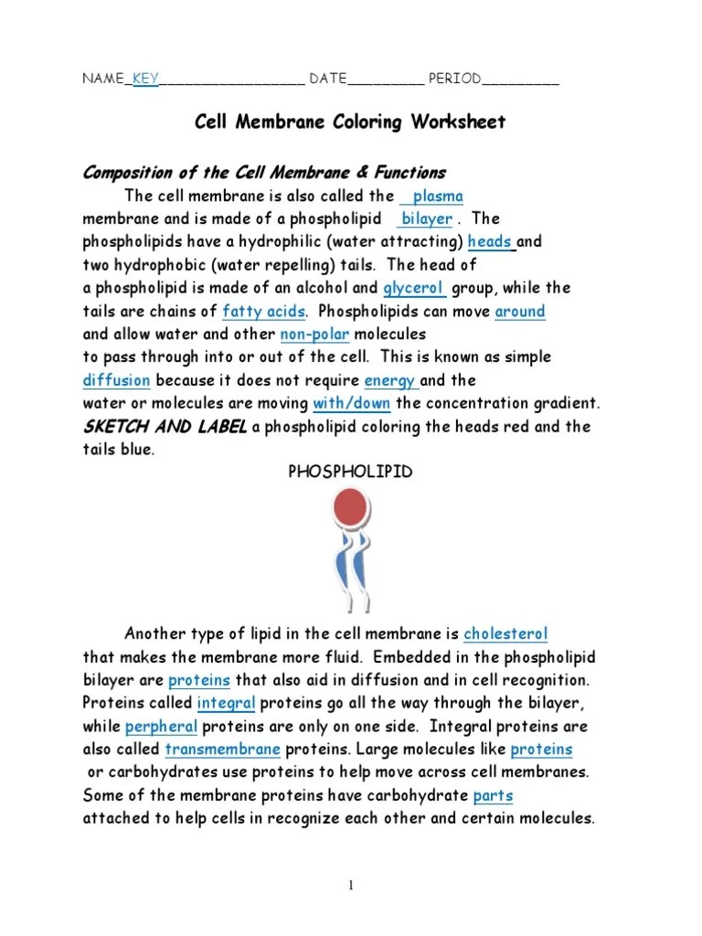 Cell Membrane Coloring Worksheet KEY