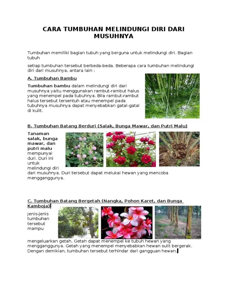 Cara Tumbuhan Melindungi Diri Dari Musuhnya | PDF