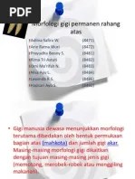 Morfologi Gigi Permanen Rahang Atas | PDF