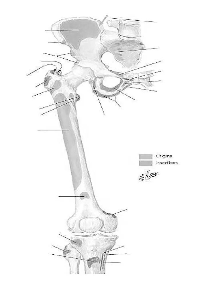 Anatomy Coloring Book Upper Leg & Pelvis Muscle Origin/Insertion