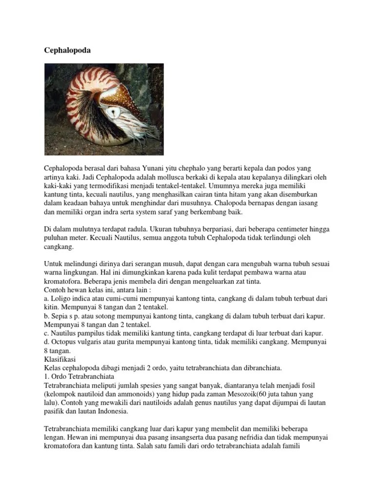 Contoh Cephalopoda Yang Memiliki Cangkang Adalah – Berbagai Contoh