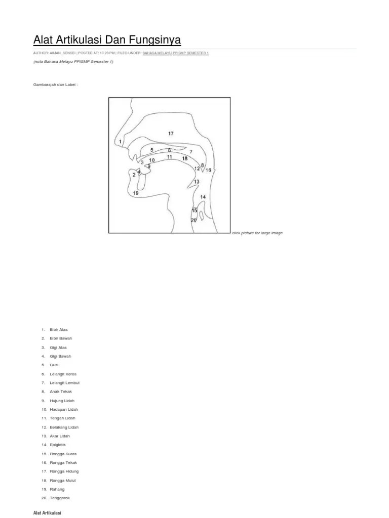 Alat Artikulasi Dan Fungsinya | PDF