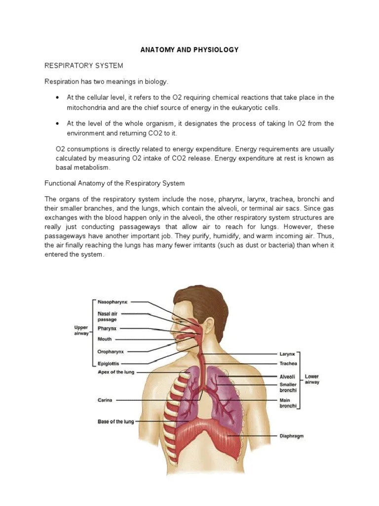 ANATOMY&PHYSIOLOGY Lung Respiratory System