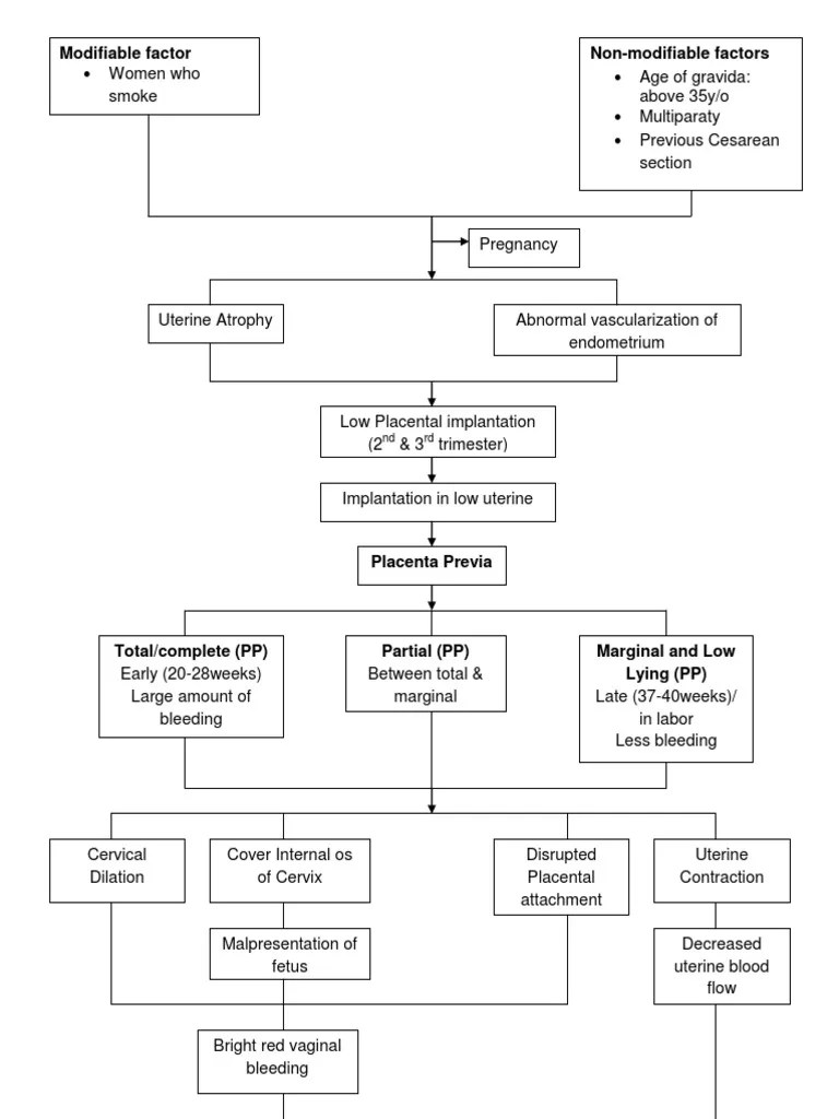 Placenta Previa Concept Map Pathophysiology of Placenta Previa Uterus Female Mammals