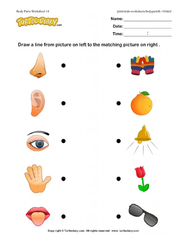 Body Parts Worksheet . Body Parts Worksheet 14 Turtlediary