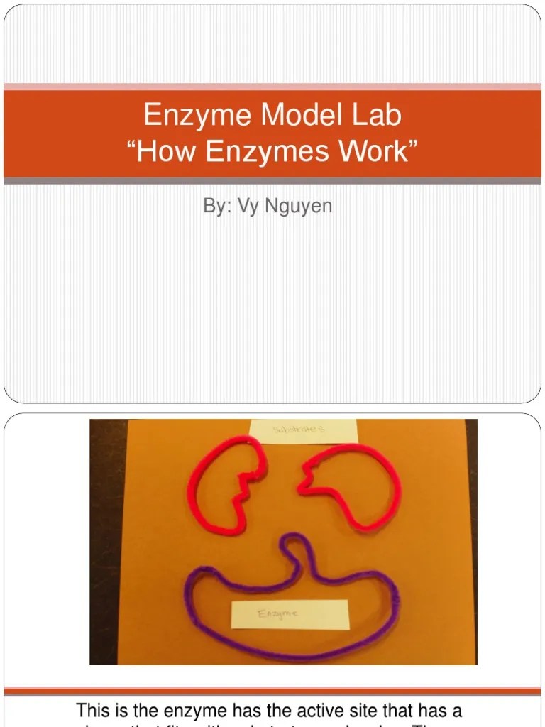 Enzyme Model Lab "How Enzymes Work" By Vy Nguyen PDF
