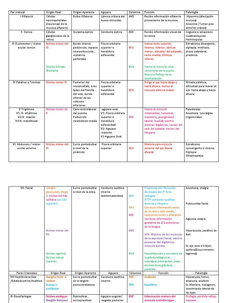 PAres Craneales Rasgos faciales AnatomÃ­a