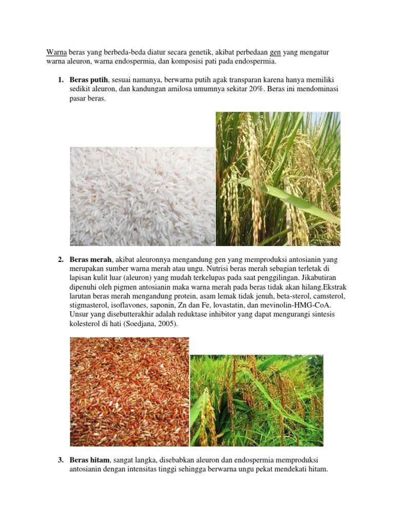 Warna Beras Yang Berbeda | PDF