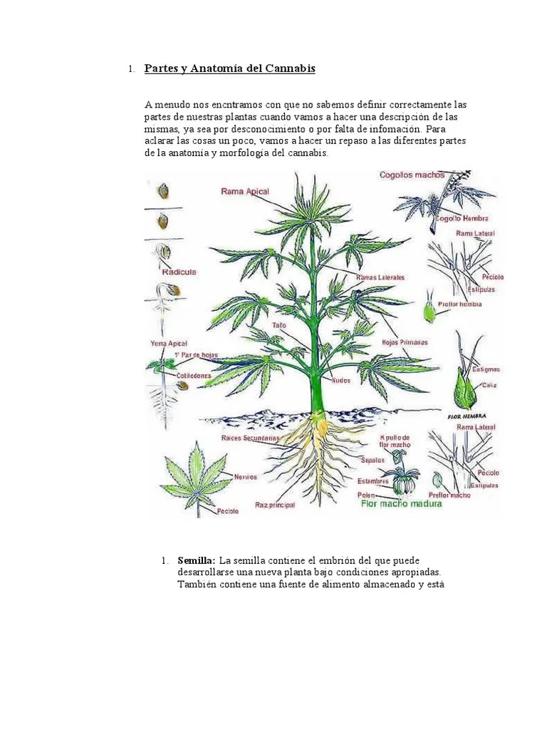 Partes y Anatomía del Cannabis Hoja Tallo de la planta