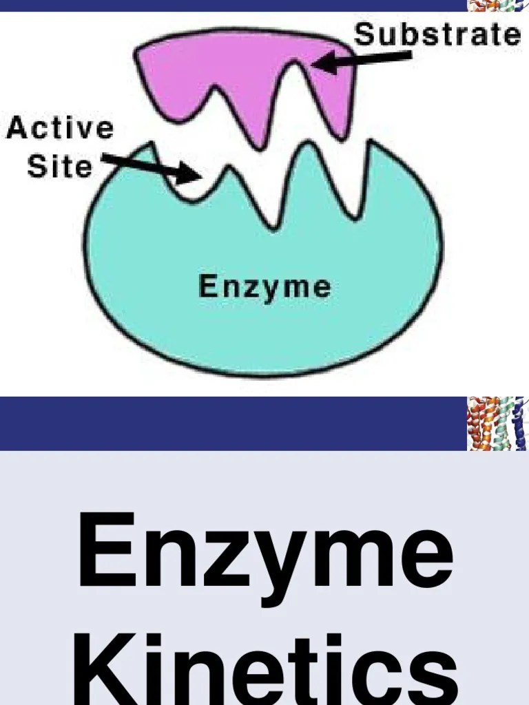 Enzyme PDF Enzyme Inhibitor Enzyme