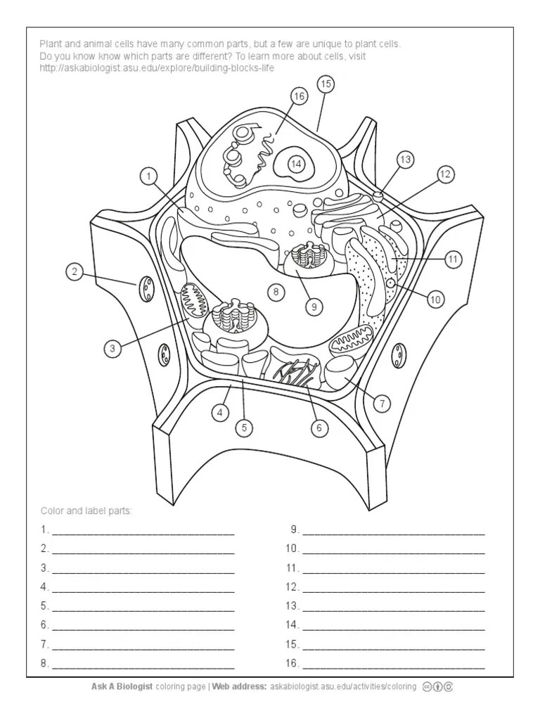 46+ Plant Cell Diagram Worksheet Pdf Gif | Diagram Anatomy