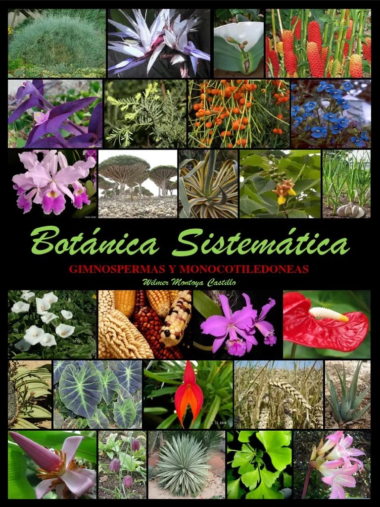 Manual de Botanica Sistematica