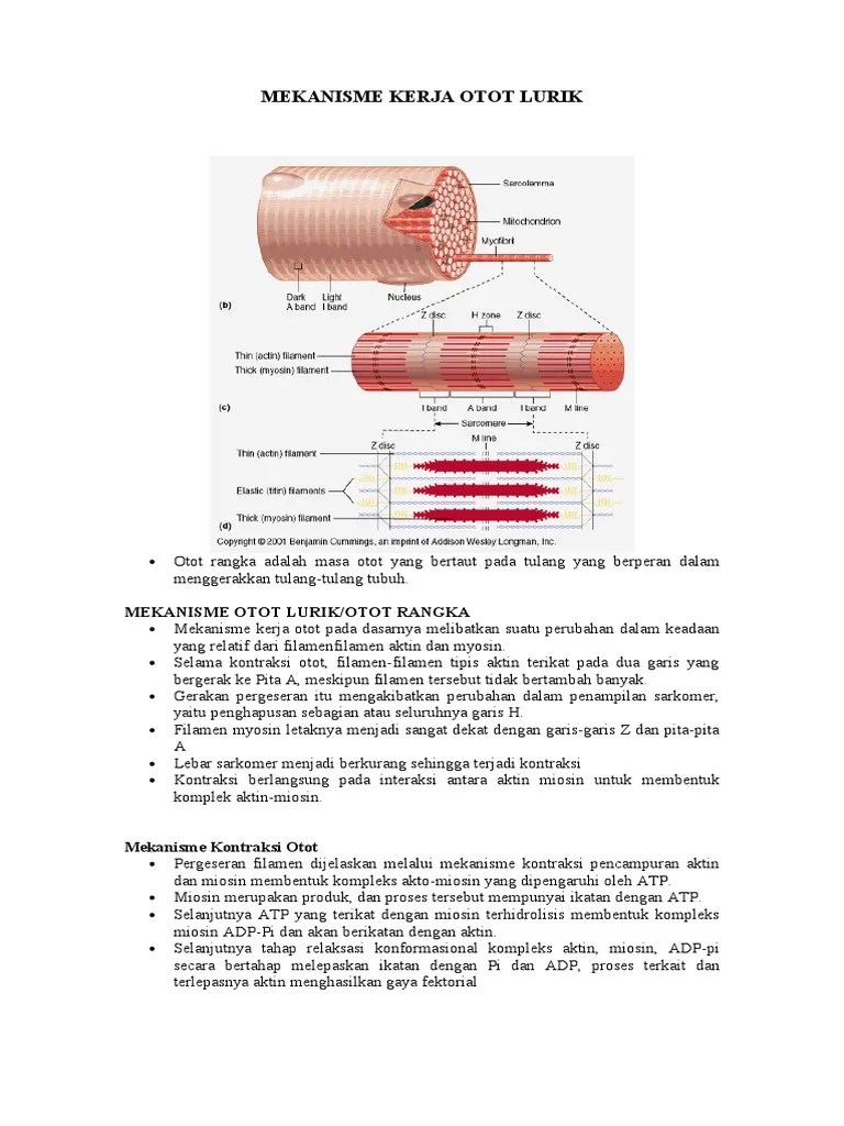 Mekanisme Kerja Otot Lurik | PDF