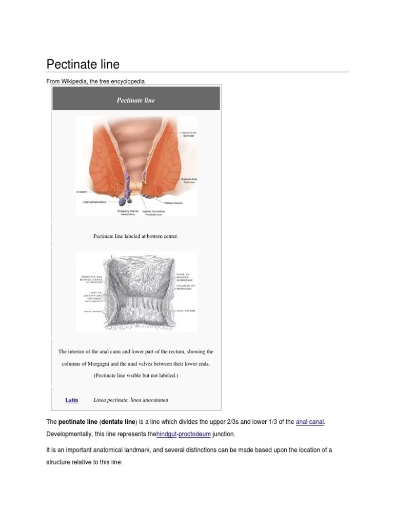 Pectinate Line Stomach Gastrointestinal Tract