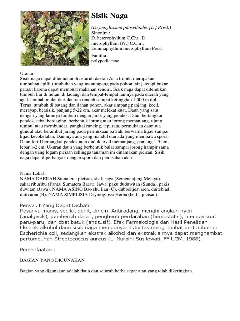 Tanaman Sisik Naga | PDF